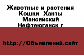 Животные и растения Кошки. Ханты-Мансийский,Нефтеюганск г.